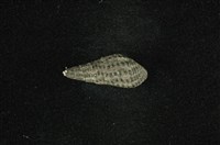 藏品(結節蜷)的圖片